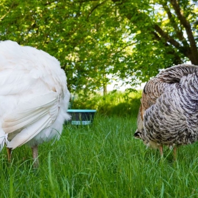 Die Puten Ashley und Rika haben ihre Köpfe im Gefieder.