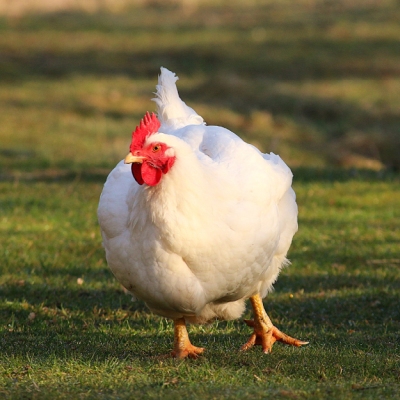 Huhn Cosma läuft über eine Wiese in Richtung der Kamera.