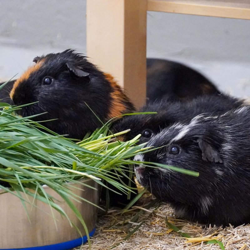 Patenschaft für die Waldmeerschweinchen abschließen