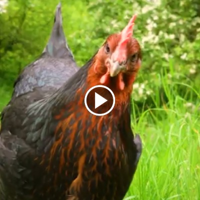 Huhn Dolly im Land der Tiere