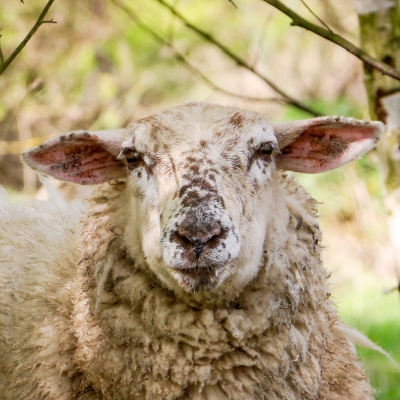 Schaf Ello 2017 im Land der Tiere