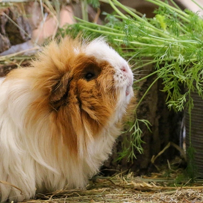 Meerschweinchen Frieda im Land der Tiere