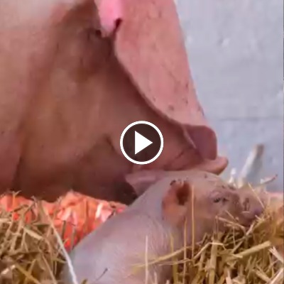Schwein Hanna und ihre Kinder Willi, Hein & Pia kurz nach ihrer Rettung im Mai 2021.
