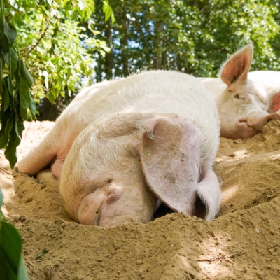 Schwein Hanna und ihre Kinder liegen in einer Sandkuhle im Land der Tiere.