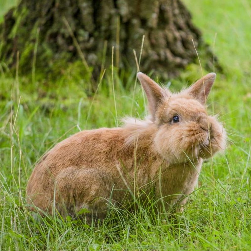 Patenschaft für Hoppins abschließen