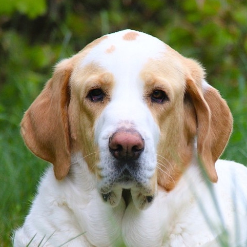 Hündin Lola im Land der Tiere