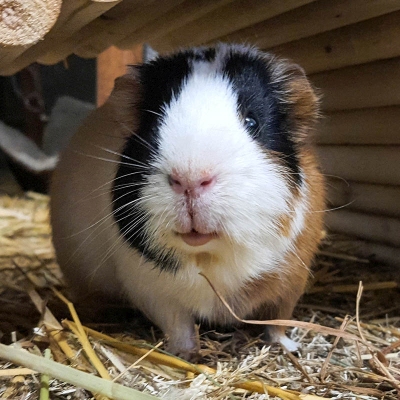 Meerschweinchen Ecki