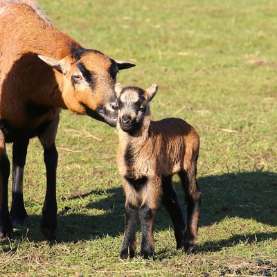 Schaf Nala und ihr junger Sohn Lasse stehen auf einer Wiese
