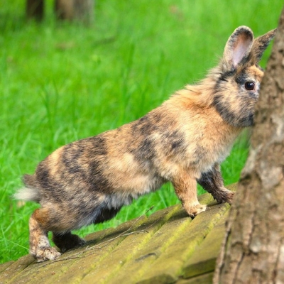 Kaninchen Primelchen im Land der Tiere
