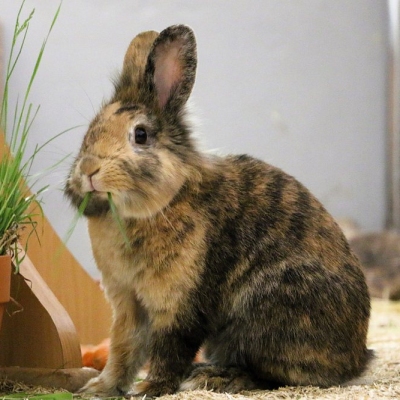 Kaninchen Primelchen kurz nach ihrer Ankunft im Land der Tiere