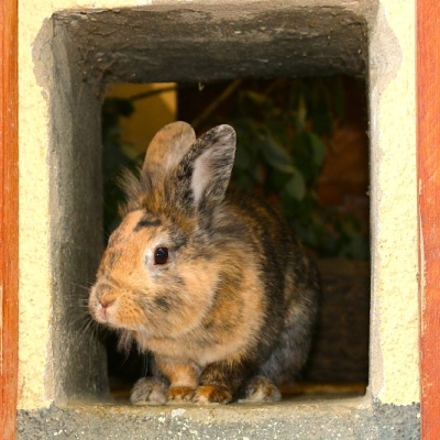 Kaninchen Primelchen im Land der Tiere