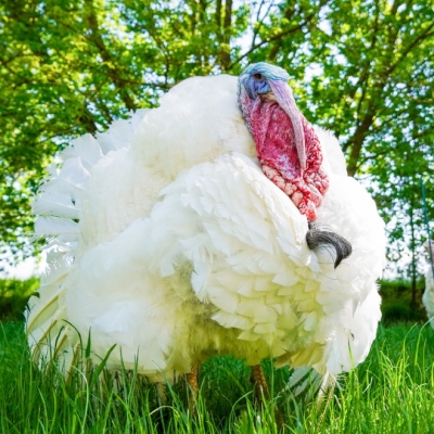 Puter Pü im Land der Tiere