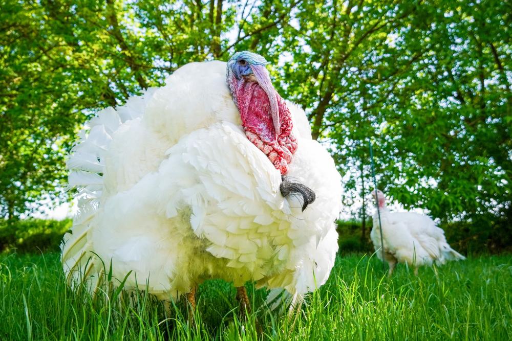 Puter Pü im Land der Tiere