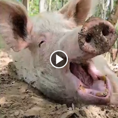 Schwein Rosalie gähnt
