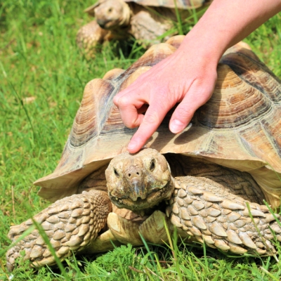 Spornschildkröte Sahel wird von einem menschlichen Finger am Kopf gestreichelt.
