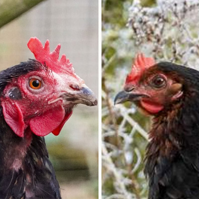 Die Hühner Whitney und Waltraud Wurm im Land der Tiere