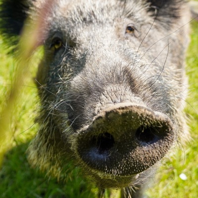 Wildschwein Pippa frontal vor der Kamera