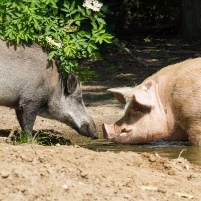 Wildschwein Resi und Schwein Helge an der Suhle im Schweineland im Land der Tiere