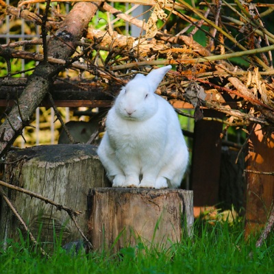 Ein Kaninchen der Familie Einstein & Friends sitzt auf einem Baumstumpf im Land der Tiere