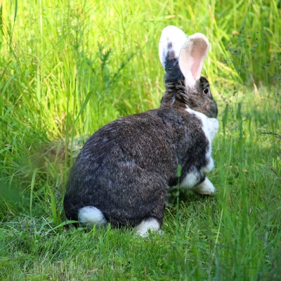 Kaninchen Nia im Gras im Land der Tiere