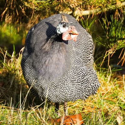 Perlhuhnhahn Calimero im Land der Tiere