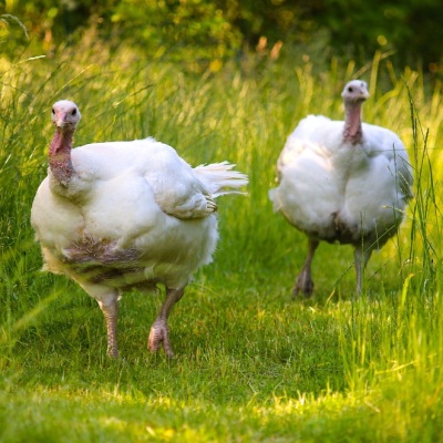 Die Puten Ashley & Wendy laufen über eine Wiese im Land der Tiere.