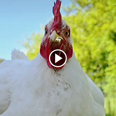 Huhn Cosma trinkt Wasser