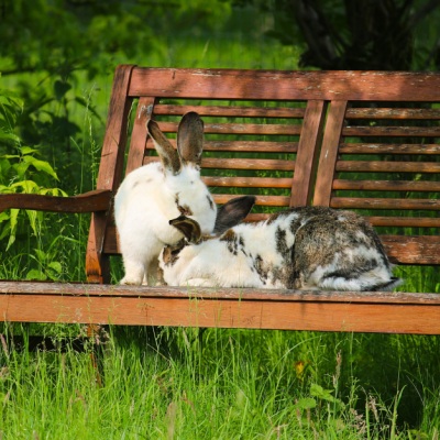 Kaninchen der Familie Ostermann sitzen auf einer Holzbank