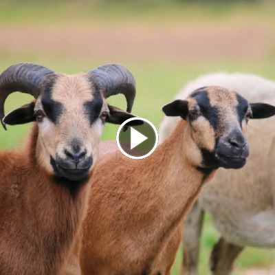 Die Schafe Toto & Frida nach ihrer Ankunft im Land der Tiere