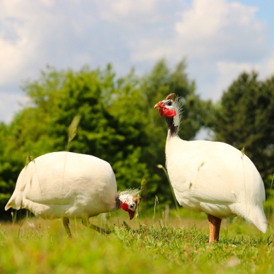 Die zwei Perlhühner Jenny & Phönix auf einer Wiese im Land der Tiere