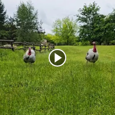 Die Puter Justus & Aljosha auf einem Spaziergang durchs Land der Tiere
