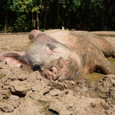 Schwein Knut liegt in der Suhle im Schweineland im Land der Tiere
