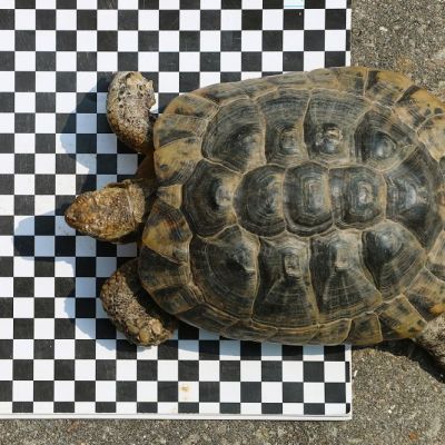 Schildkröte Mops auf Zentimeterpapier