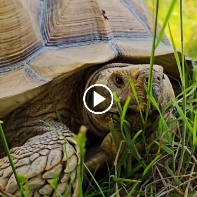 Die Spornschildkröten im Land der Tiere