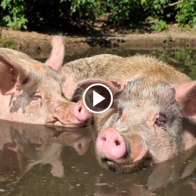 Die Schweine Helge & Knut liegen nebeneinander in der Suhle im Schweineland im Land der Tiere