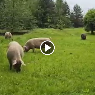 Die Schweine im Schweineland grasen