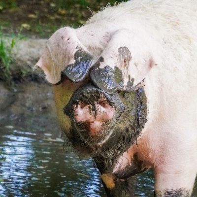 Schwein Hanna mit Schlamm an Nase und Gesicht