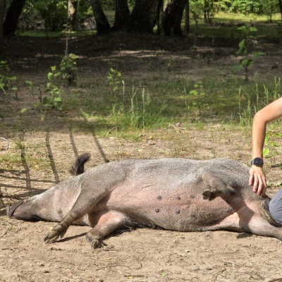Wildschwein Pippa wird von Mensch Corinna gekrault.