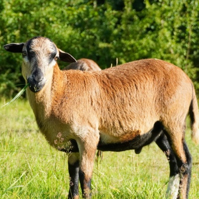 Schaf Linux im Land der Tiere