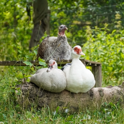 Die Enten Heidi und Emma sitzen nebeneinander auf einem liegenden Baumstumpf. Im Hintergrund sitzt Pute Rika auf einem flachen Tisch.