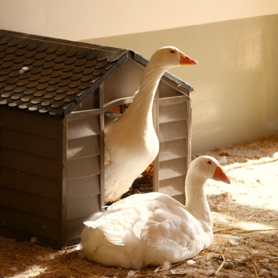 Die Gänse Nils und Marit im "Gänsezimmer" im Land der Tiere