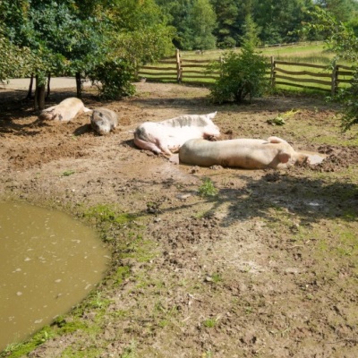 Die Schweine Lulu, Resi, Rosalie, Knut und Helge liegen im Schweineland im Land der Tiere.