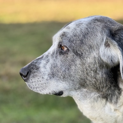 Hündin Muli im Land der Tiere