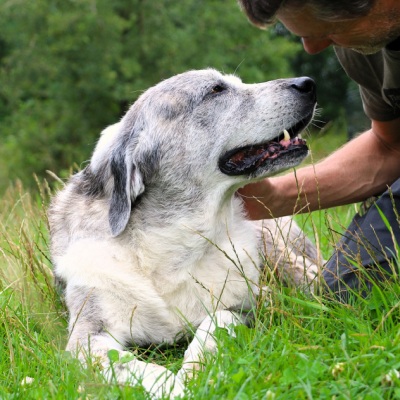 Hündin Muli und Mensch Jürgen im Land der Tiere