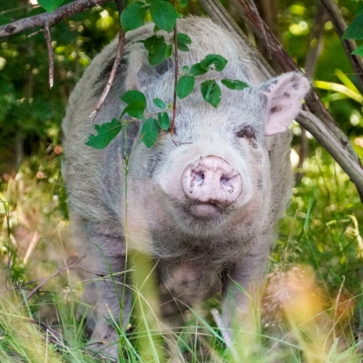 Minischwein Lilli umgeben von Sträuchern und Gräsern im Land der Tiere.