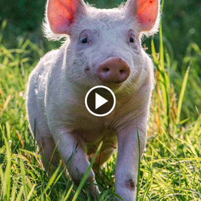 Schwein Anni als Ferkel 2016 kurz nach ihrem Einzug ins Land der Tiere