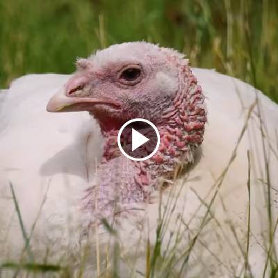 Pute Ashley döst im Gras im Land der Tiere