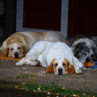 Die Hündinnen Carla, Lola und Muli liegen nebeneinander auf Decken.