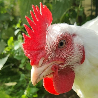 Huhn Cosma im Land der Tiere