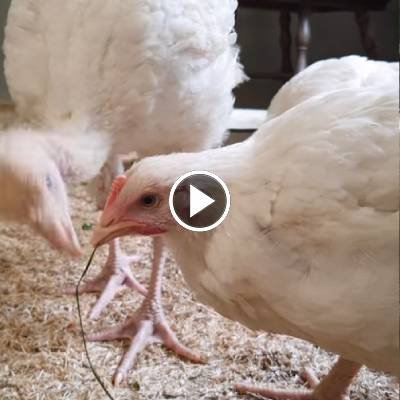 Huhn Cosma und Puter Pü kurz nach ihrer Ankunft im Land der Tiere